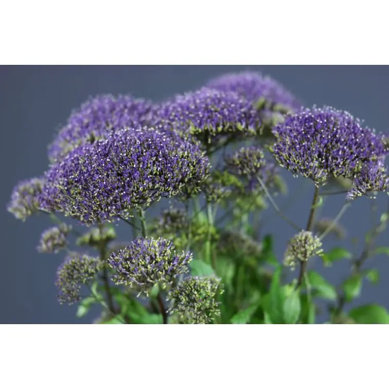 Trachelium Purple