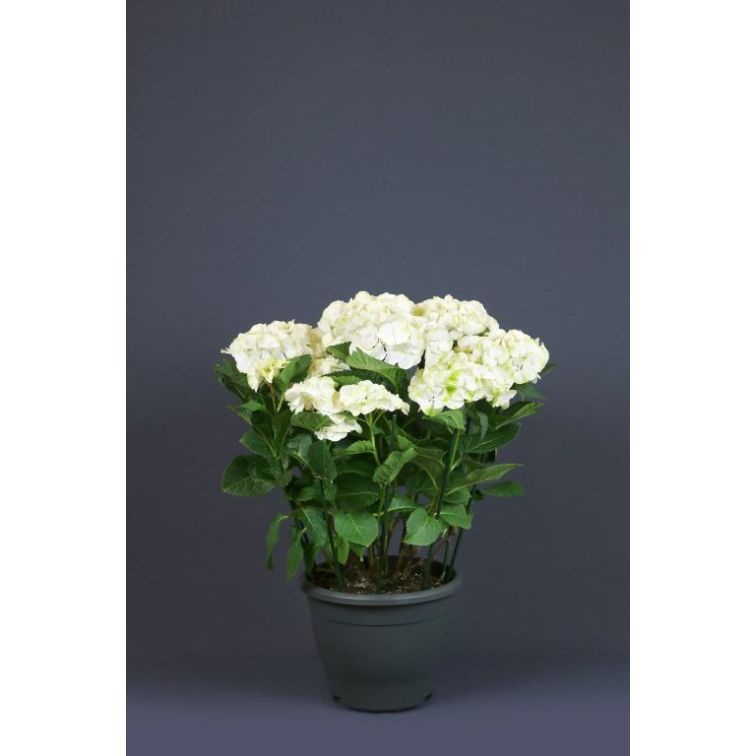 Hydrangea HORTENSIA p15 balta main product photo