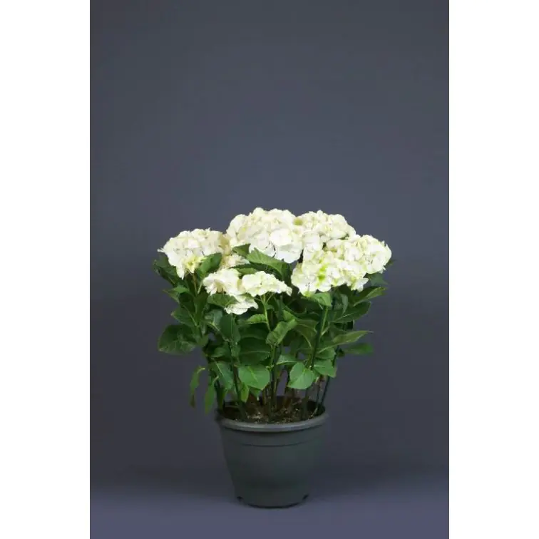 Hydrangea HORTENSIA p15 balta