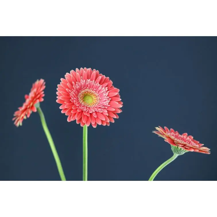 Gerbera Hooper