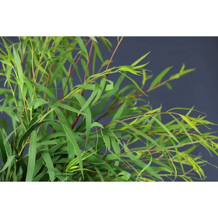Eucalyptus Nicholii