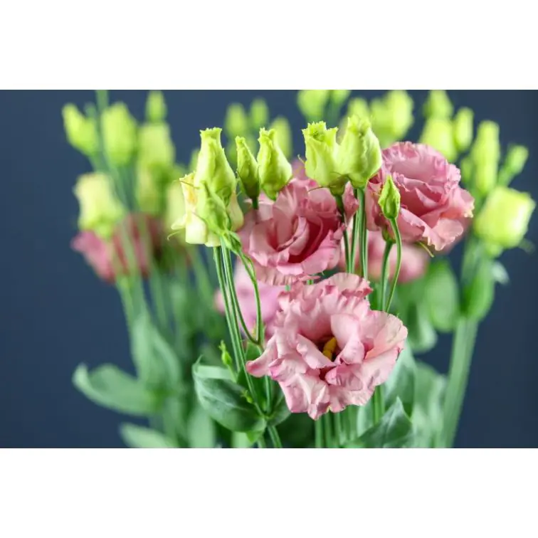 Lisianthus Corel Apricot