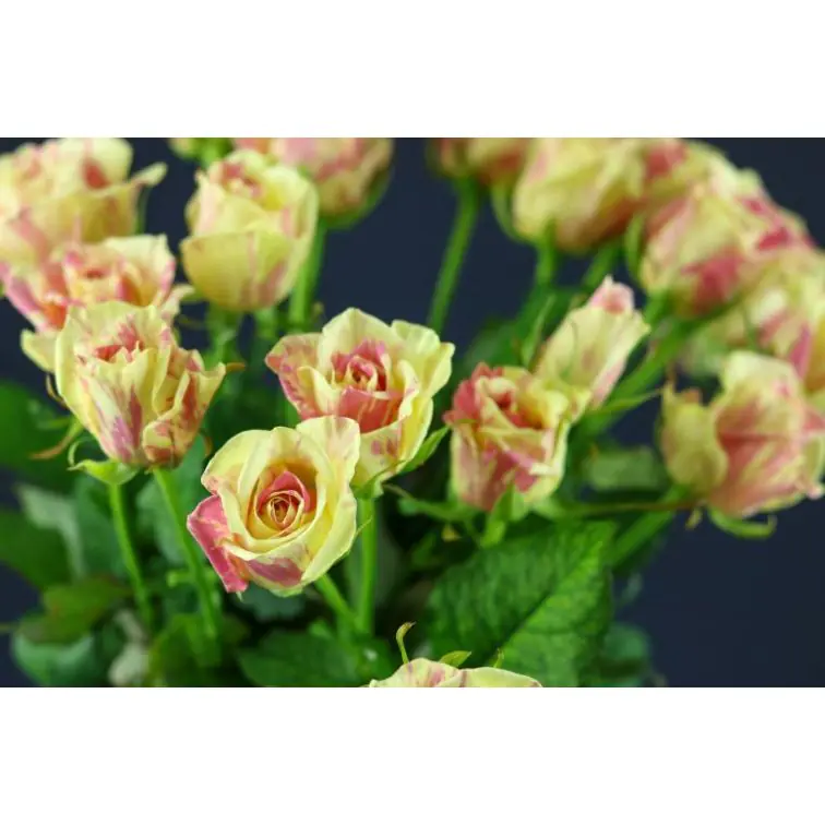 Roses Sweet Harlequin