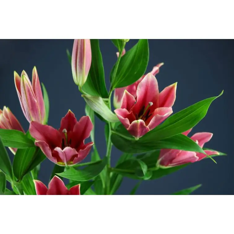Lilium Muscat