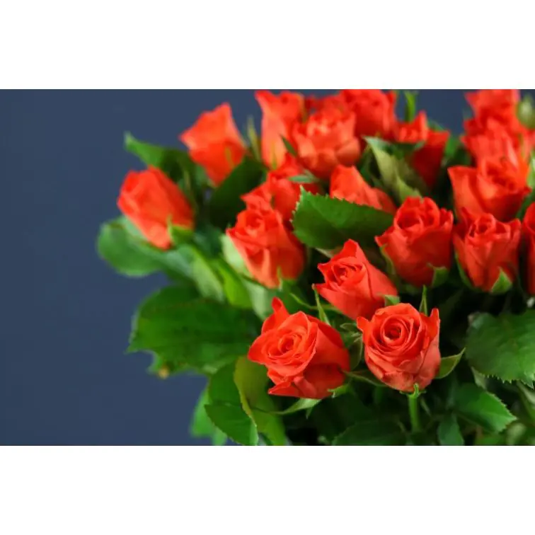 Roses Almanza