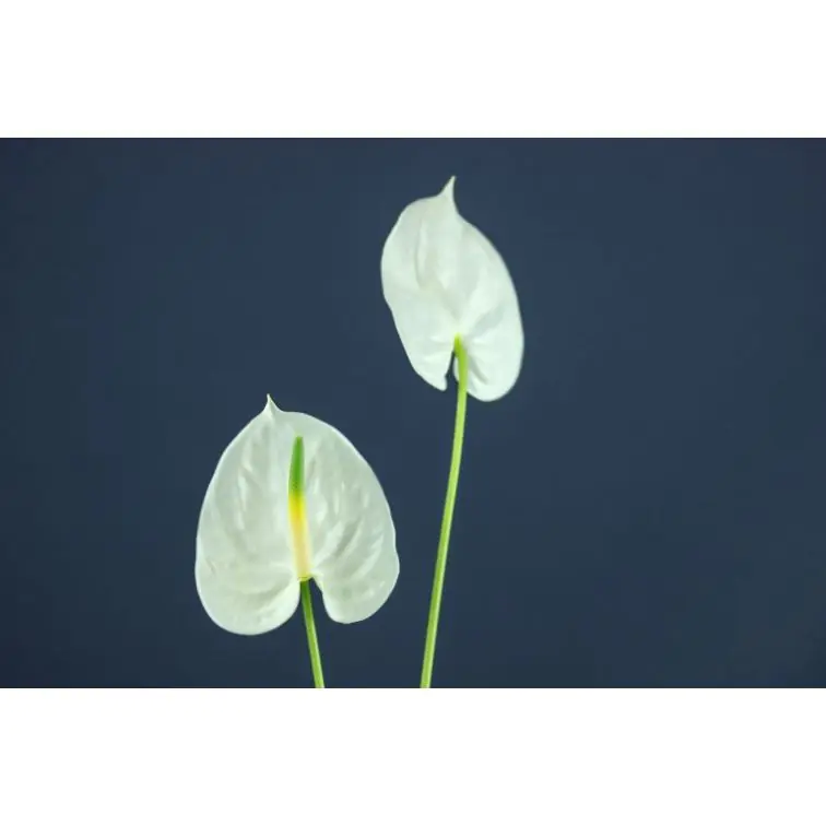 Anthurium Mini Adina