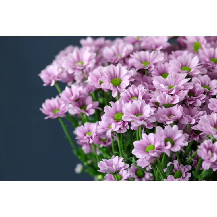 Chrysantemum Santini Krissi