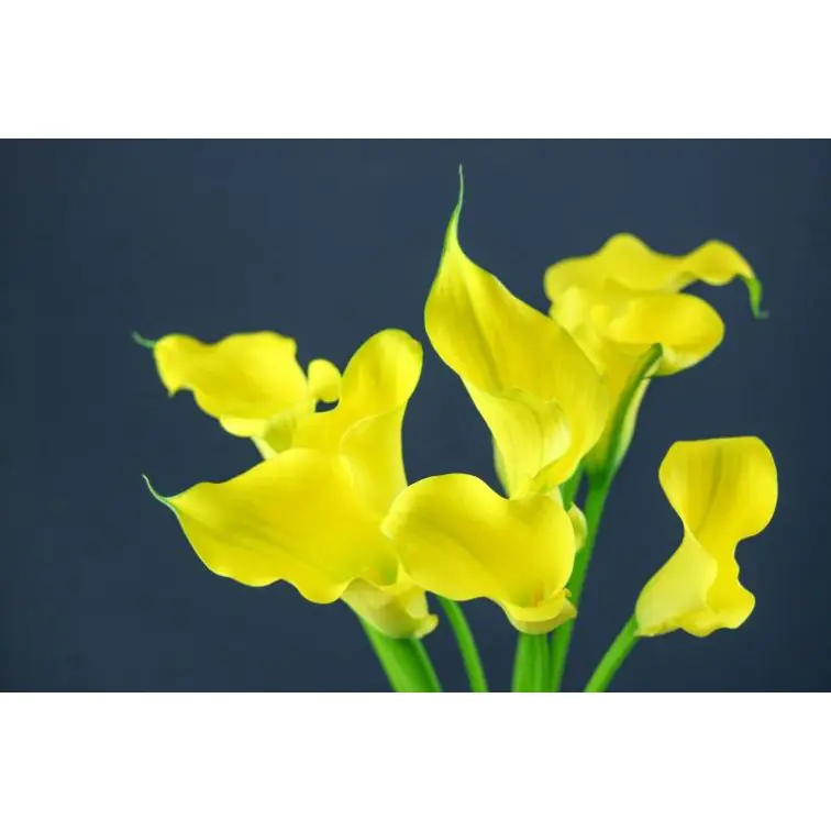 Calla Captain Solo