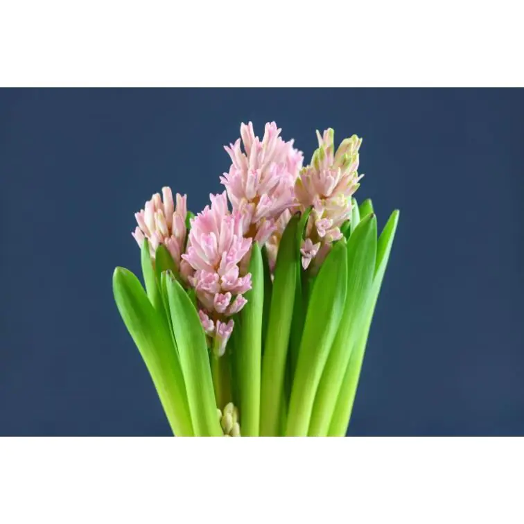 Hyacinthus Light Pink