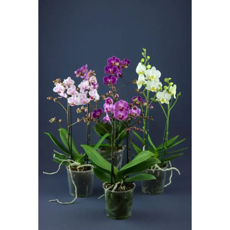 Orhidejas Phalaenopsis Multiflora 2 kāti