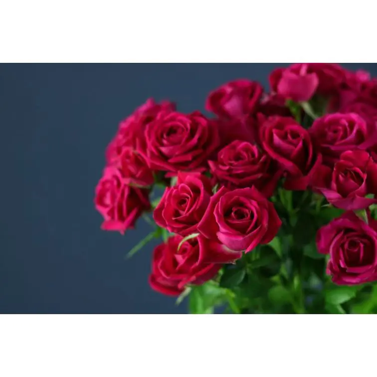 Roses Spray Alicia