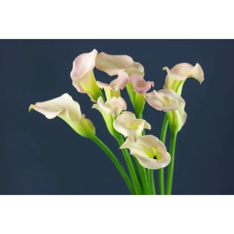 Calla Captain Melrose