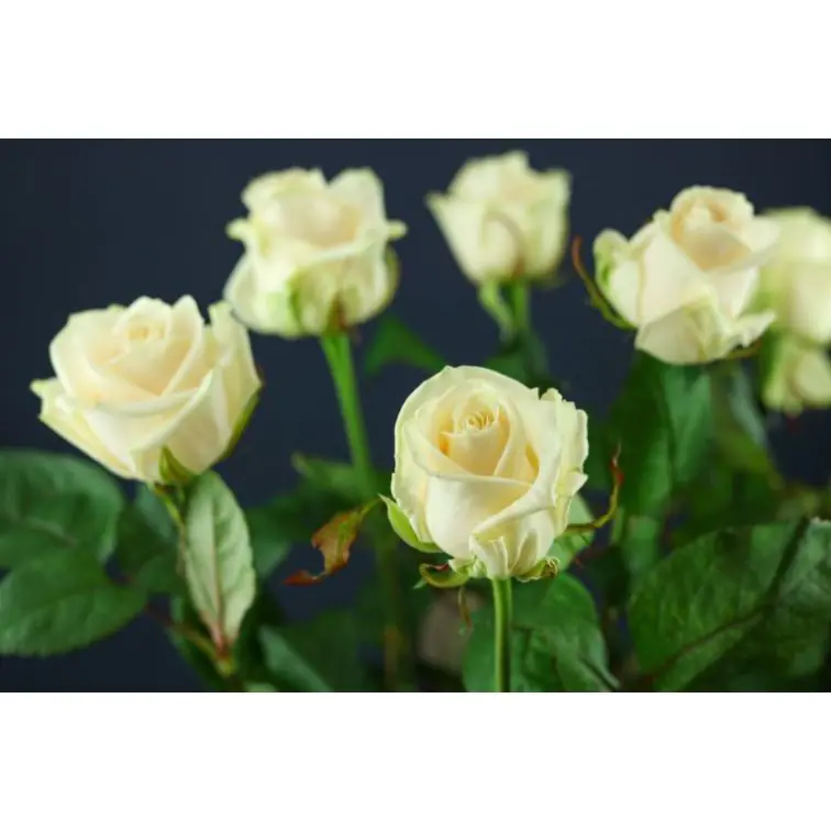 Roses Myllena