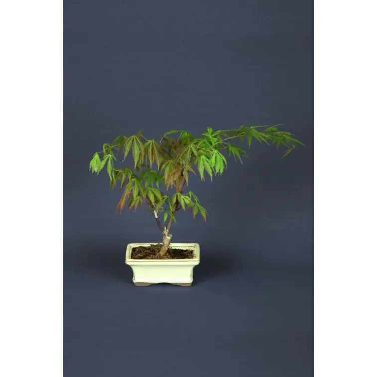 Bonsai Outdoor