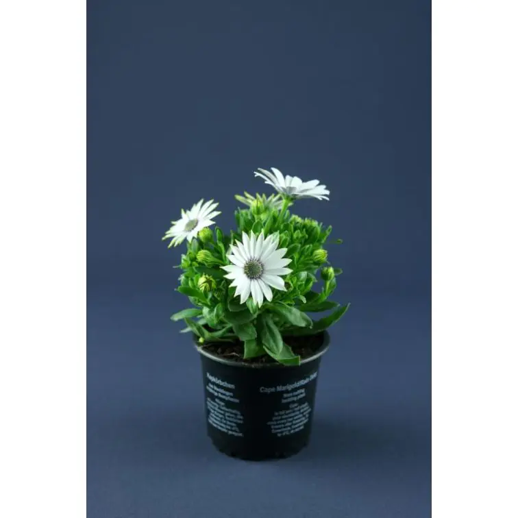 Osteospermum