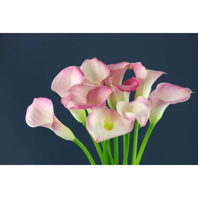 Calla Capt Alma