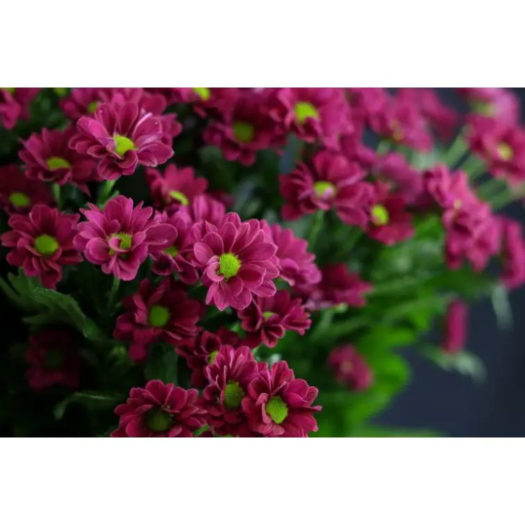 Chrysantemum Santini Jytte