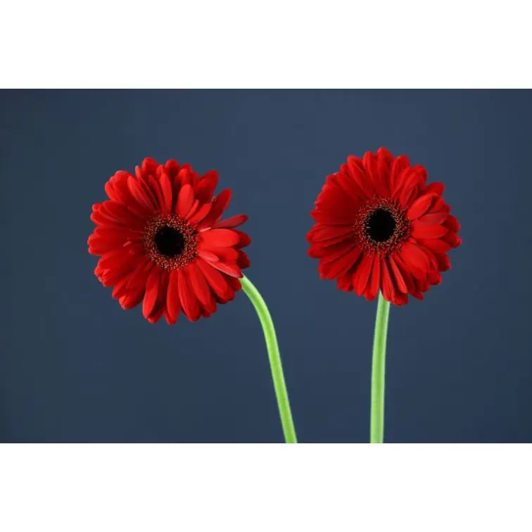 Gerbera Ladies First