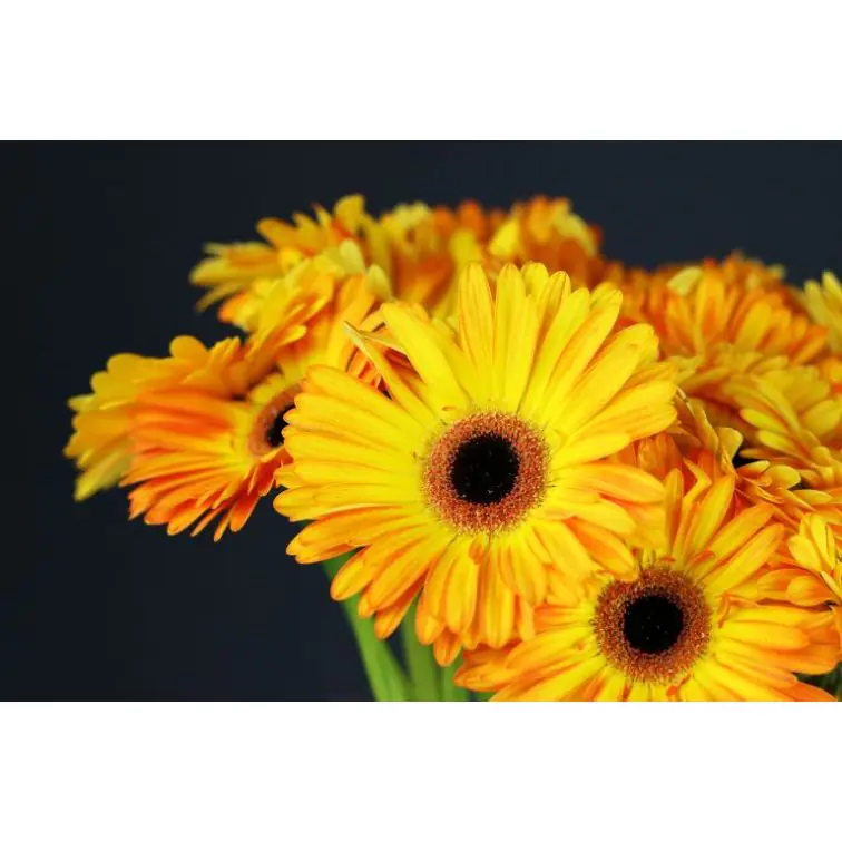 Gerbera Catwalk