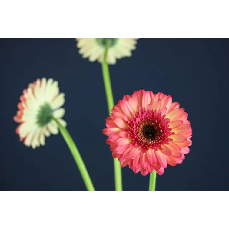 Gerbera Itsaparty