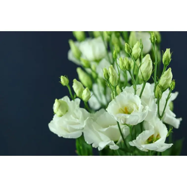 Lisianthus Arena Mont Blanc