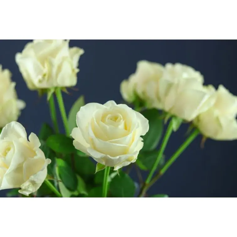 Roses Four Seasons