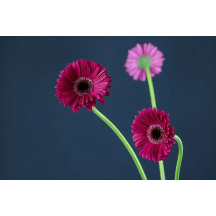 Gerbera Clasico