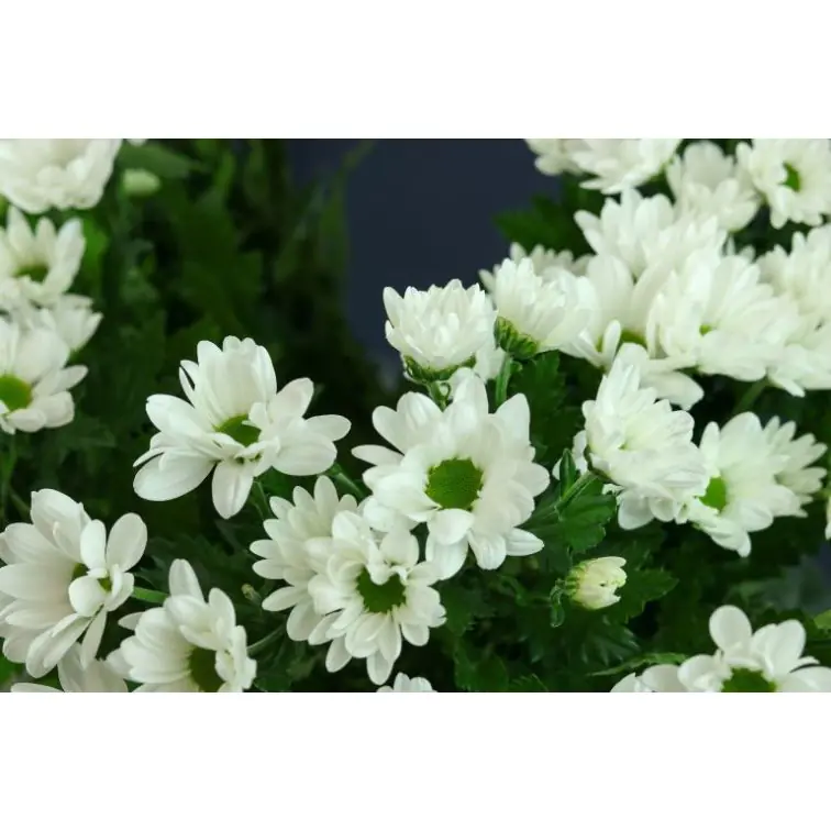 Chrysantemum Aquq Chic