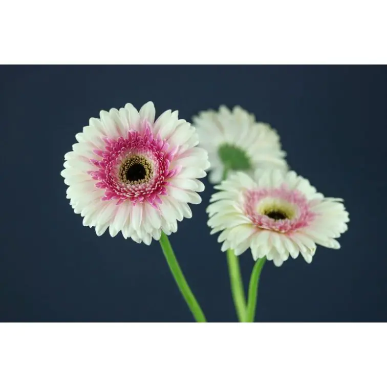 Gerbera Artist