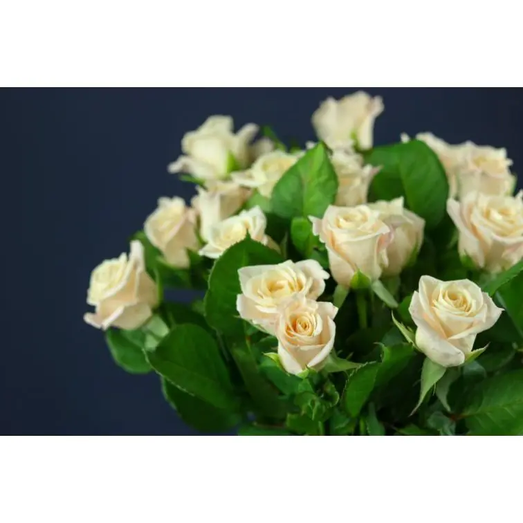 Roses Medeo Champagne