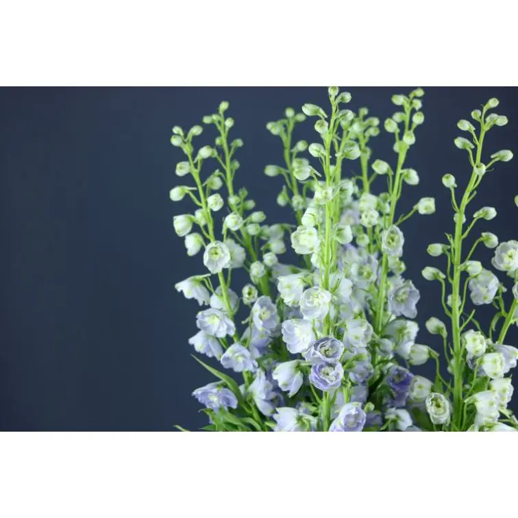 Delphinium Magic Fountains Lavender