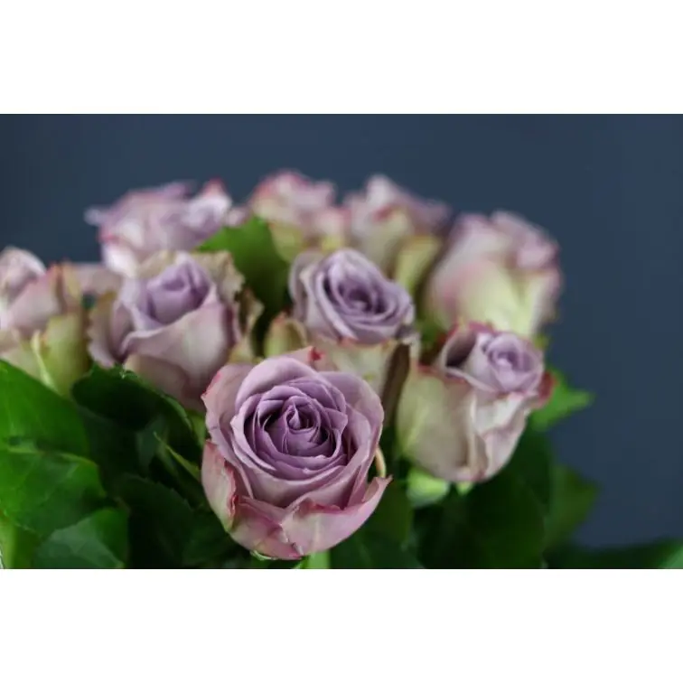 Roses Dancing Clouds