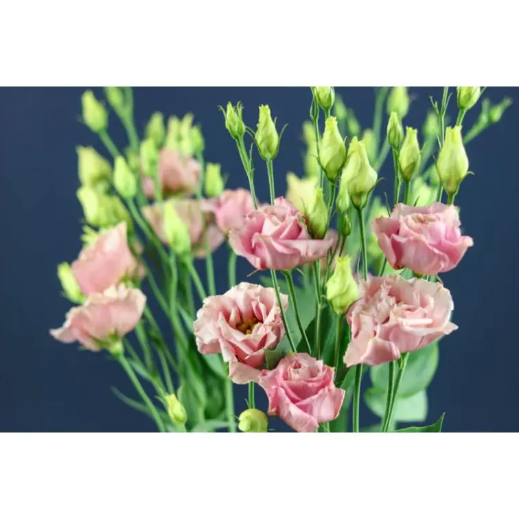 Lisianthus Peach Revelation