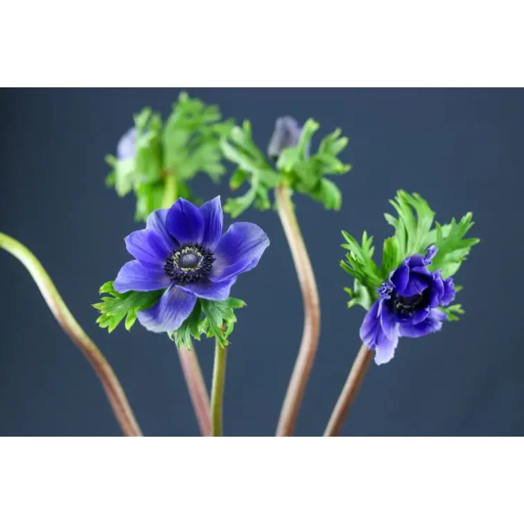 Anemones