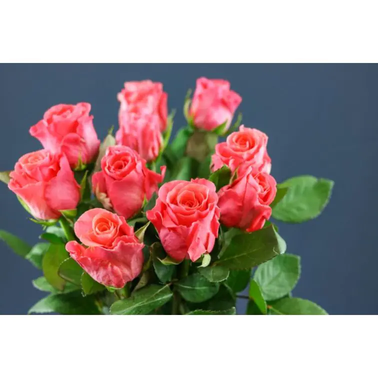 Roses Pink Tacazzi 50cm