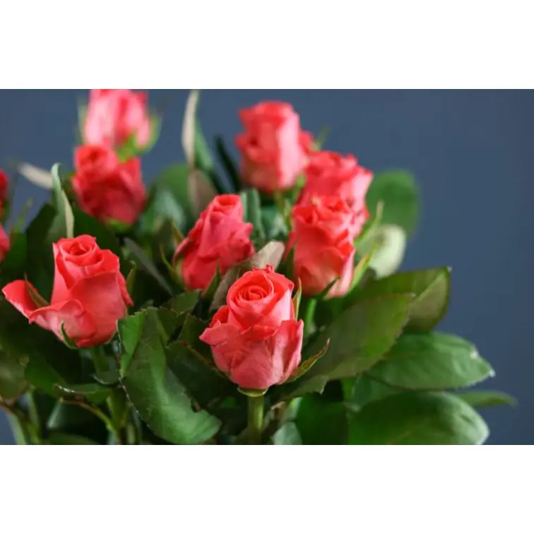 Roses Pink Tacazzi 70cm