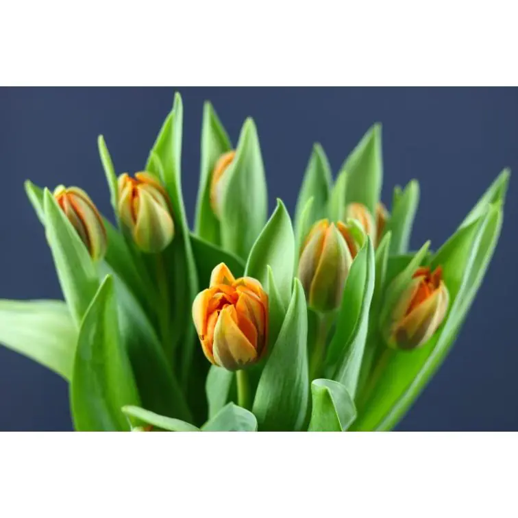 Tulip Orange Princess