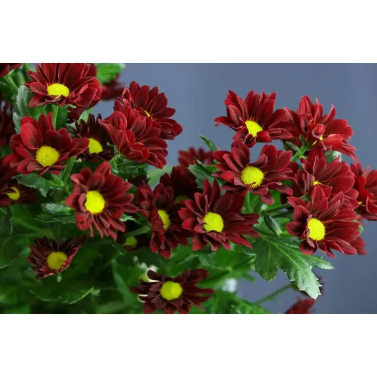 Chrysantemum Merlot