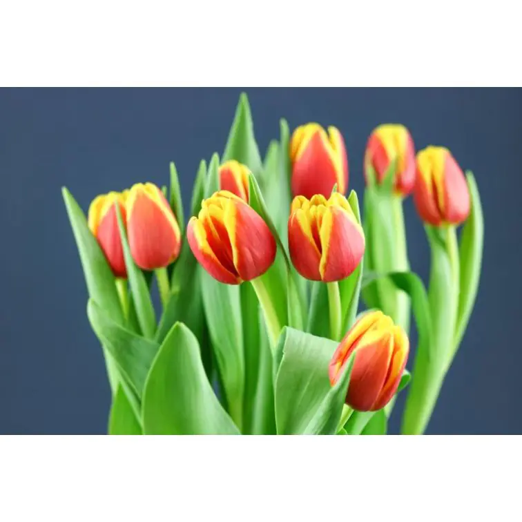 Tulip Denmark