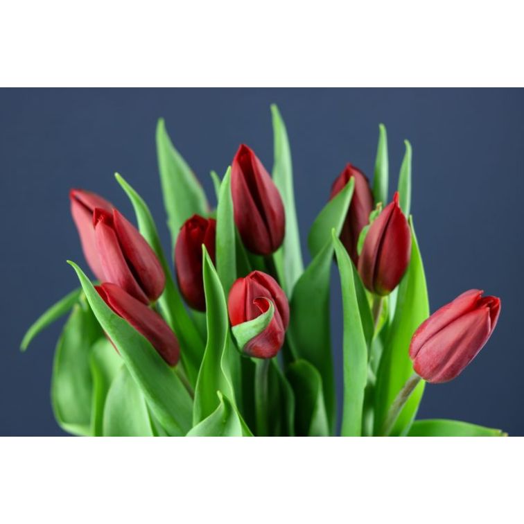 Tulip Strong Love main product photo