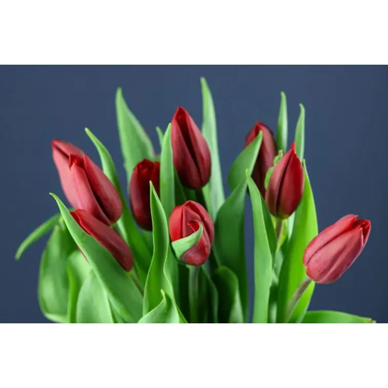 Tulip Strong Love
