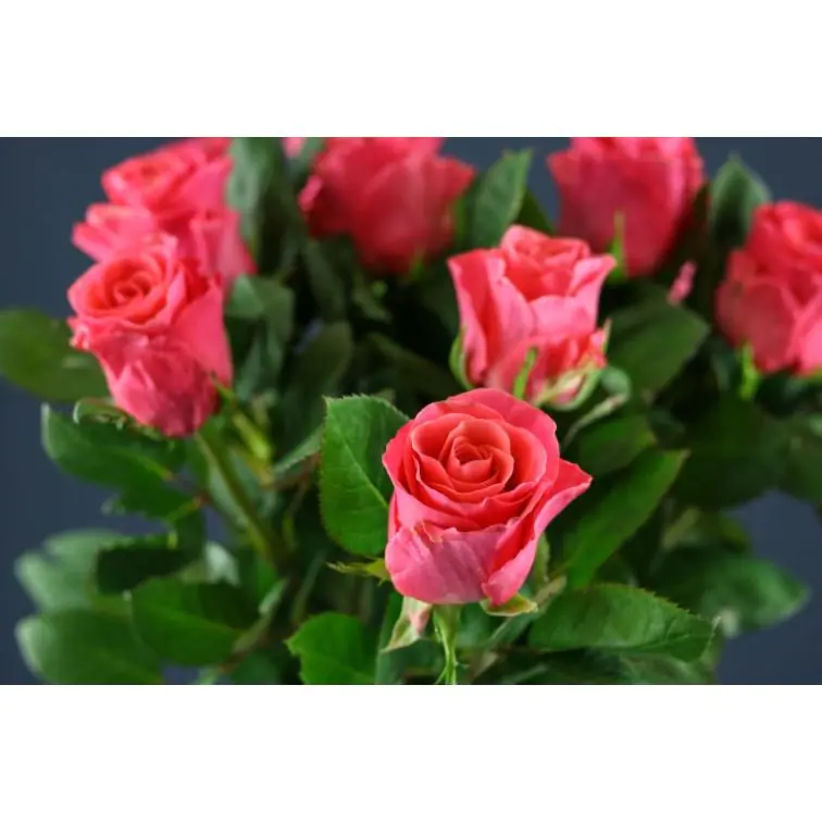 Roses Pink Tacazzi