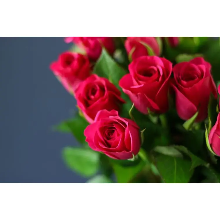 Roses Fuchsiana