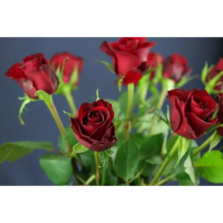 Roses Ever Red 50cm