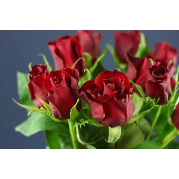 Roses Ever Red 50cm
