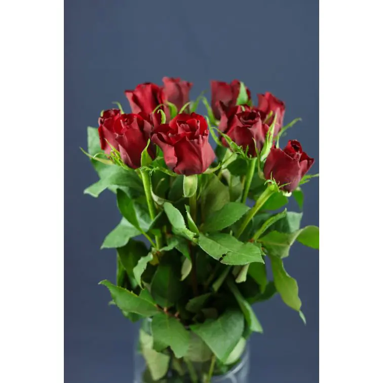 Roses Ever Red 50cm