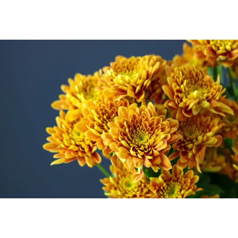 Chrysantemum Bartoli