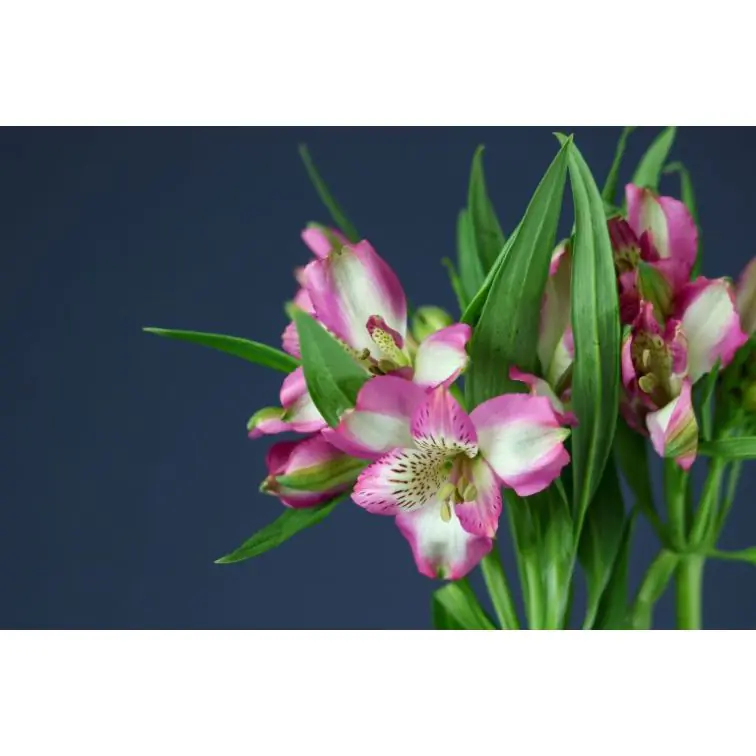 Alstromeria Leone