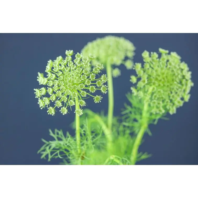 Ammimajus Visnaga