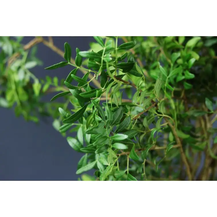 Pistacia